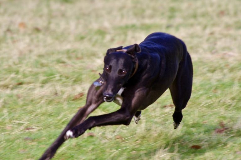 Greyhound