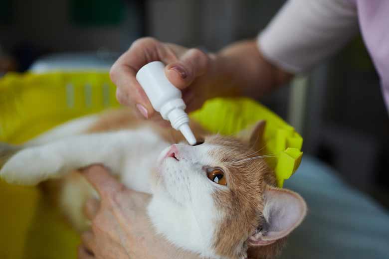 Cat clearance conjunctivitis drops