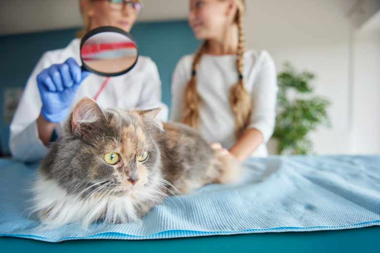 Feline Lower Urinary Tract Disease (FLUTD)