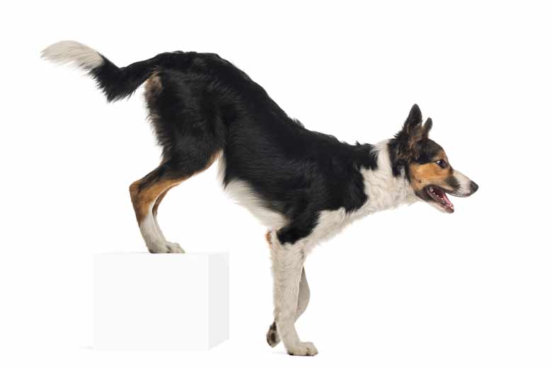 Dog with hip dysplasia hot sale running