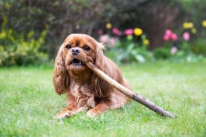 Chewing and Digging