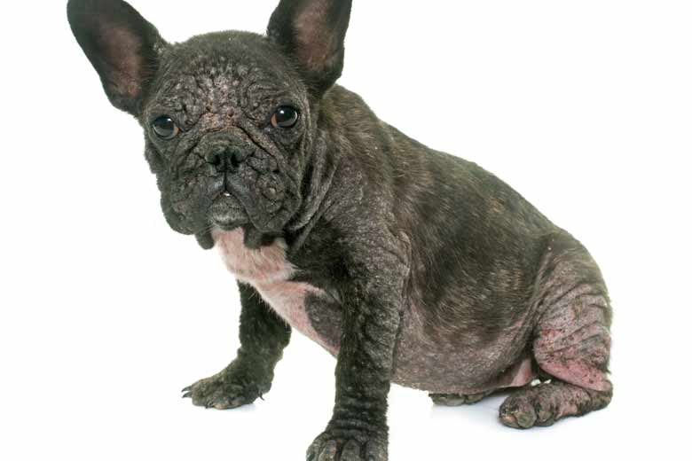 Demodex and sarcoptic store mange