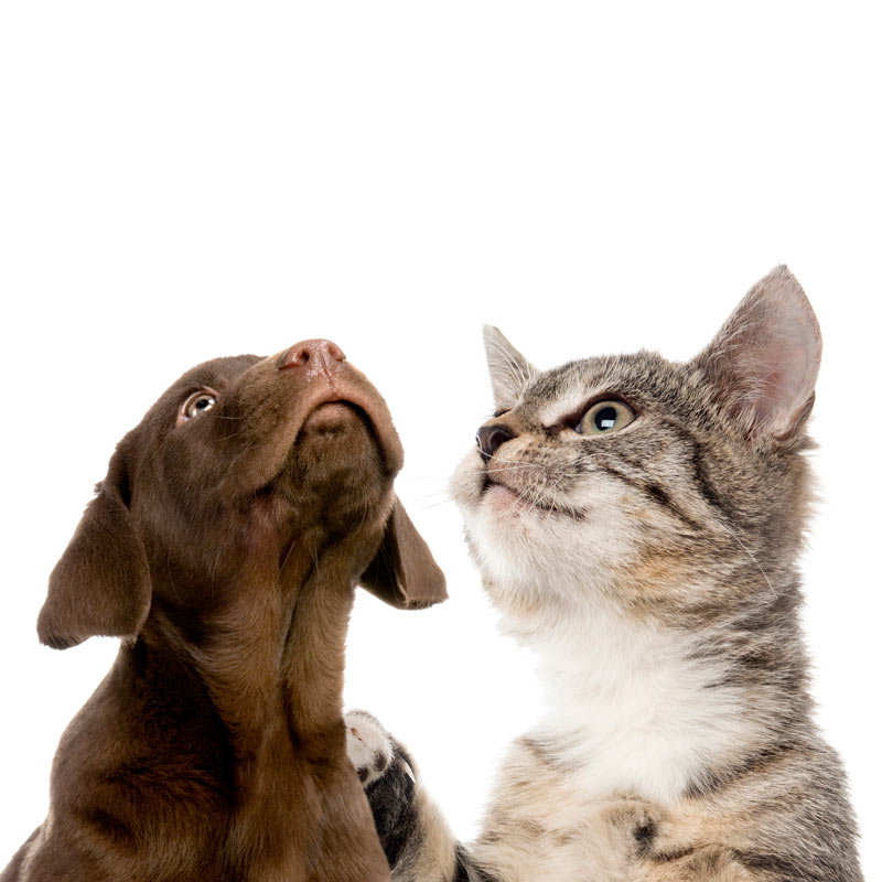 puppy-and-kitten-health-checks2